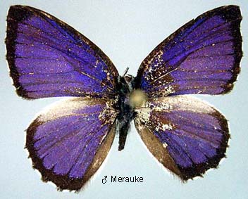 Philiris Innotata Papua Insects Foundation (Lepidoptera/Lycaenidae/Lycaeninae(Philiris ...